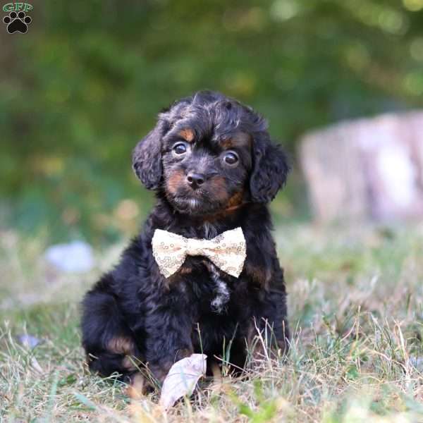 Winkie, Cavapoo Puppy